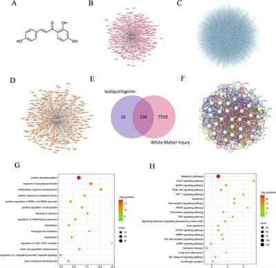 Isoliquiritigenin ameliorates abnormal oligodendrocyte development and behavior disorders induced by white matter injury